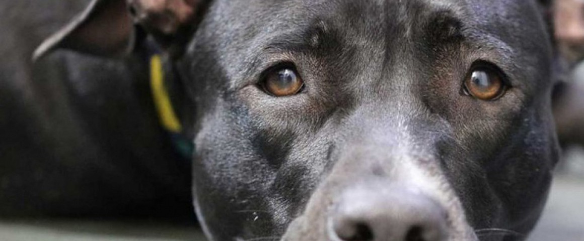 20 paws rescue - be the diference 20 paws rescue - be the diference