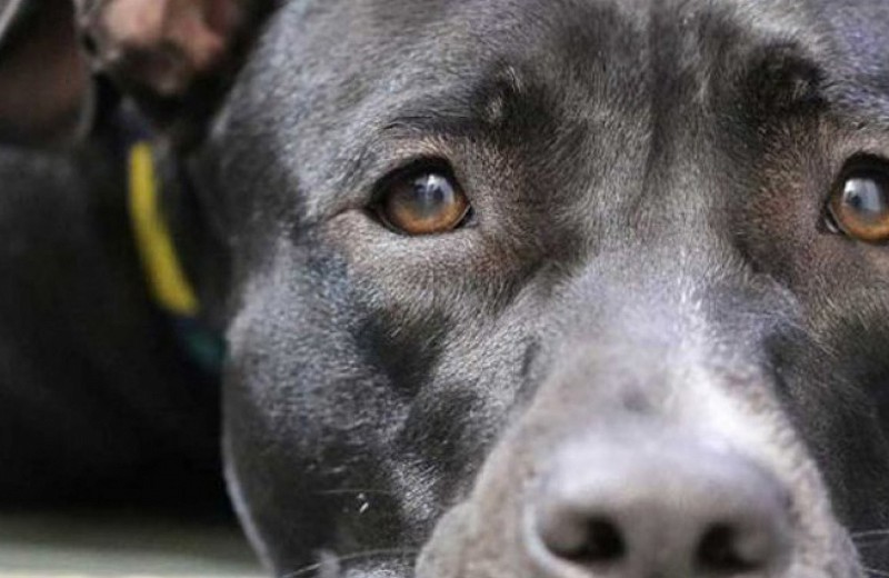20 paws rescue - be the diference