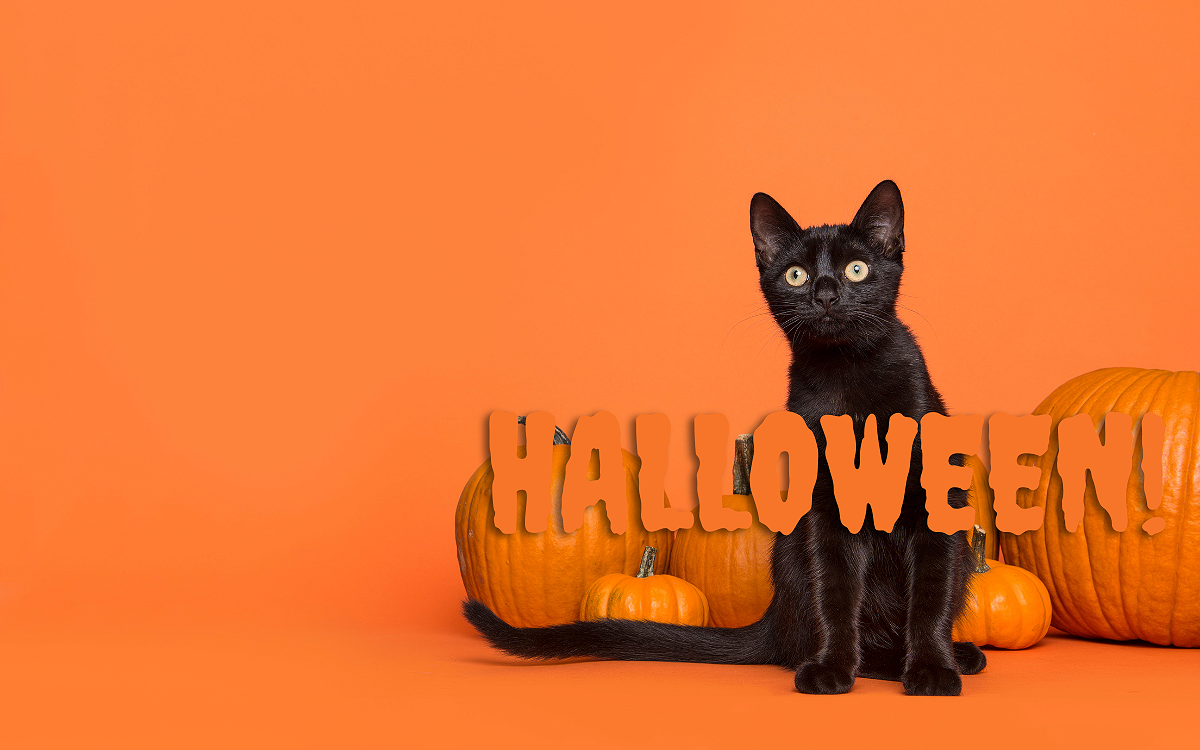 15% off everything at LUPIT this Halloween